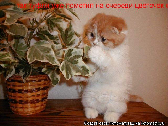 Котоматрица: так туфли уже пометил на очереди цветочек если хочяйка не скоро придёт пойду  гулять я в шкафчик