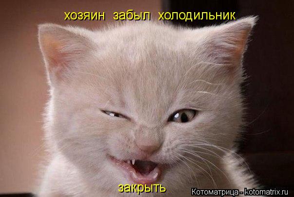 Котоматрица: хозяин  забыл  холодильник закрыть