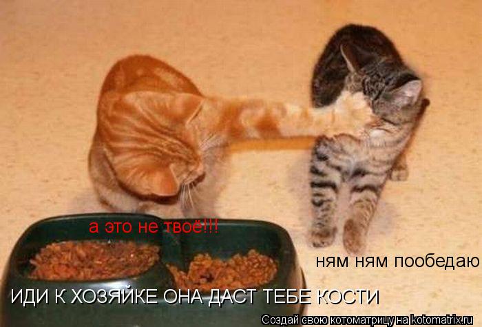 Котоматрица: ням ням пообедаю ИДИ К ХОЗЯЙКЕ ОНА ДАСТ ТЕБЕ КОСТИ а это не твоё!!!