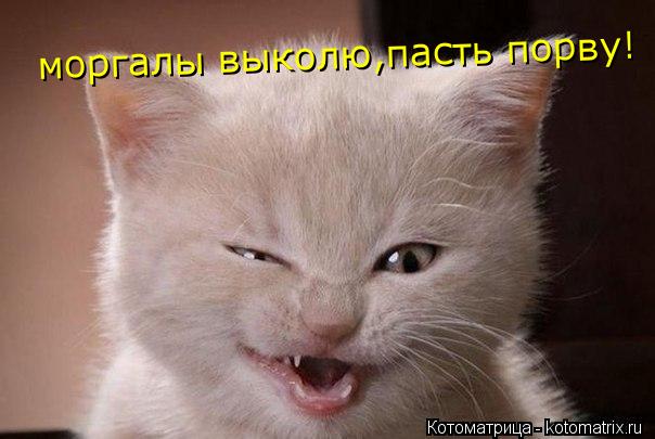 Котоматрица: моргалы выколю,пасть порву!