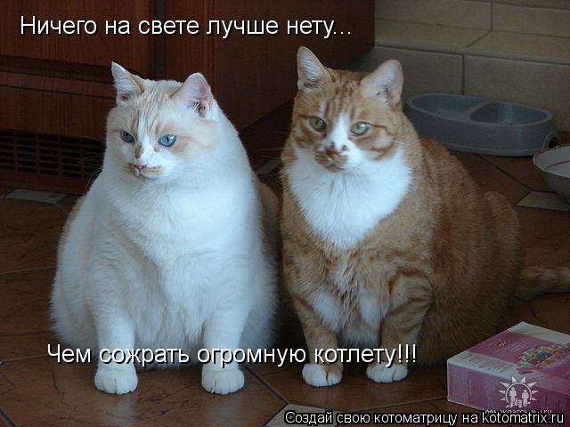 Ничего на свете лучше нету... Чем сожрать огромную котлету!!!... Котоматрица: Ничего на свете лучше нету... Чем сожрать огромную котлету!!!
