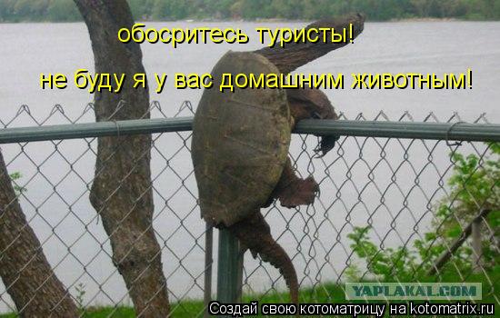 обосритесь туристы! не буду я у вас домашним животным!... Котоматрица: обосритесь туристы! не буду я у вас домашним животным!