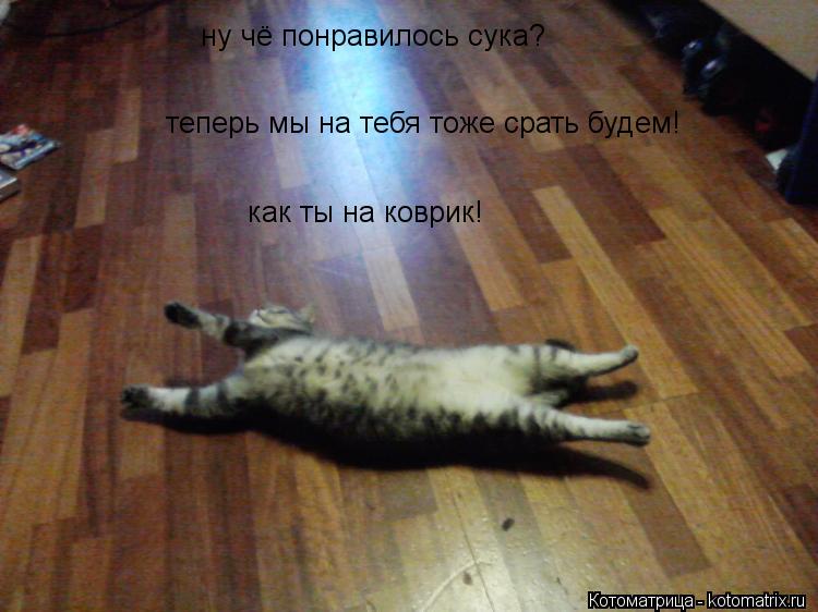 ну чё понравилось сука? теперь мы на тебя тоже срать будем! как ты на коврик!... Котоматрица: ну чё понравилось сука? теперь мы на тебя тоже срать будем! как ты на коврик!
