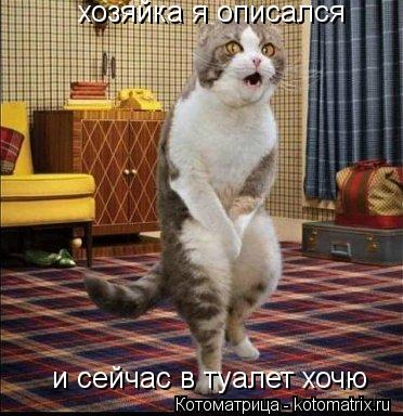 хозяйка я описался и сейчас в туалет хочю... Котоматрица: хозяйка я описался и сейчас в туалет хочю
