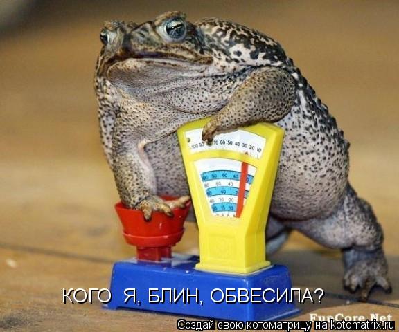 КОГО Я, БЛИН, ОБВЕСИЛА?... Котоматрица: КОГО Я, БЛИН, ОБВЕСИЛА?