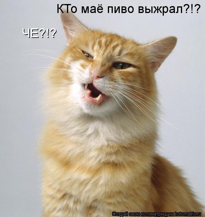 ЧЕ?!? КТо маё пиво выжрал?!?... Котоматрица: ЧЕ?!? КТо маё пиво выжрал?!?