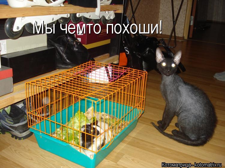 Мы чемто похоши!... Котоматрица: Мы чемто похоши!