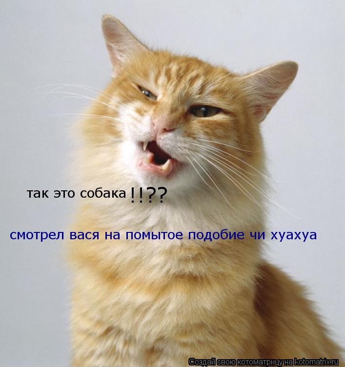 так это собака смотрел вася на помытое подобие чи хуахуа !!??... Котоматрица: так это собака смотрел вася на помытое подобие чи хуахуа !!??