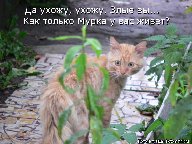 Котоматрица: Как только Мурка у вас живет? Да ухожу, ухожу. Злые вы...