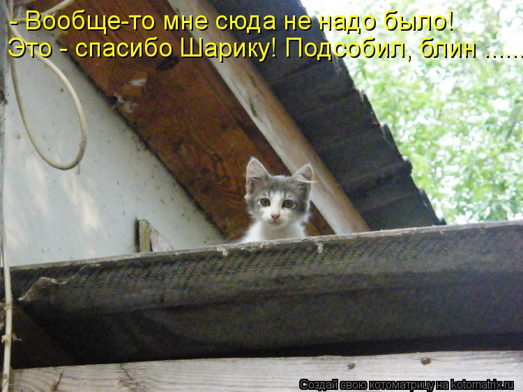 - Вообще-то мне сюда не надо было! Это - спасибо Шарику! Подсобил, блин .......... Котоматрица: - Вообще-то мне сюда не надо было! Это - спасибо Шарику! Подсобил, блин .......