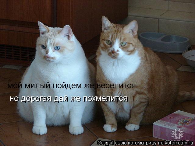 мой милый пойдём же веселится но дорогая дай же похмелится... Котоматрица: мой милый пойдём же веселится но дорогая дай же похмелится