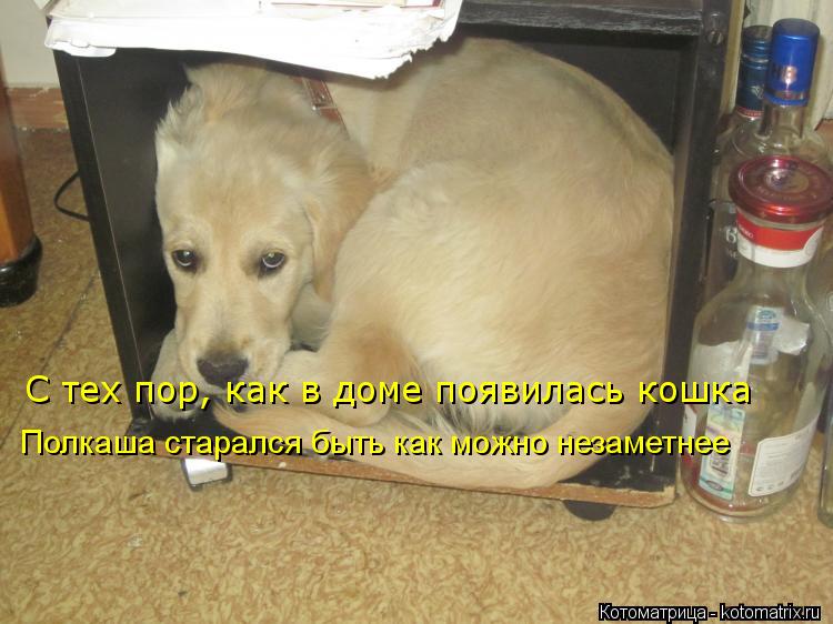 С тех пор, как в доме появилась кошка Полкаша старался быть как можно незаметнее... Котоматрица: С тех пор, как в доме появилась кошка Полкаша старался быть как можно незаметнее