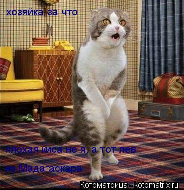 Котоматрица: хозяйка за что плохая киса не я, а тот лев из Мадагаскара