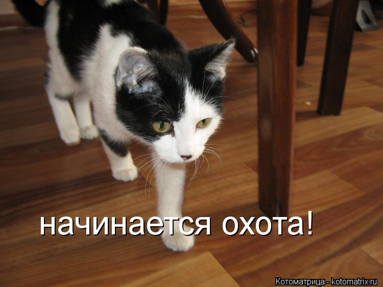 Котоматрица: начинается охота!