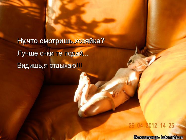 Котоматрица: Ну,что смотришь,хозяйка? Лучше очки те подай... Видишь,я отдыхаю!!!