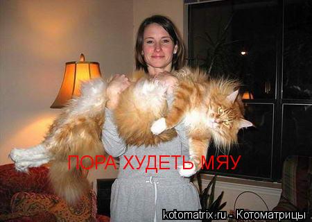 Котоматрица: ПОРА ХУДЕТЬ МЯУ