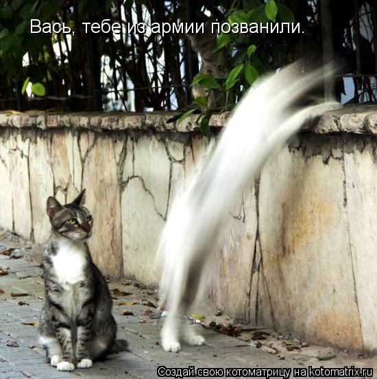 Вась, тебе из армии позванили.... Котоматрица: Вась, тебе из армии позванили.