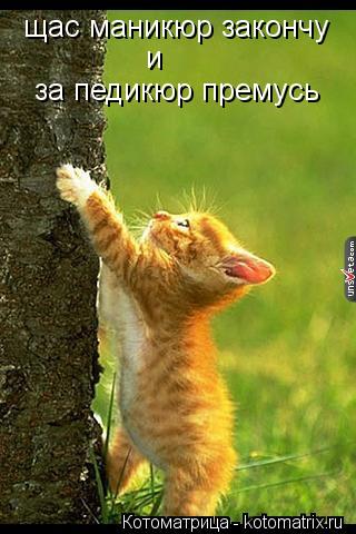 щас маникюр закончу и за педикюр премусь... Котоматрица: щас маникюр закончу и за педикюр премусь