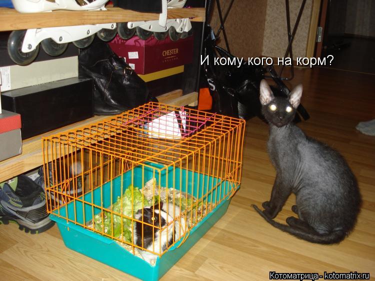 И кому кого на корм?... Котоматрица: И кому кого на корм?