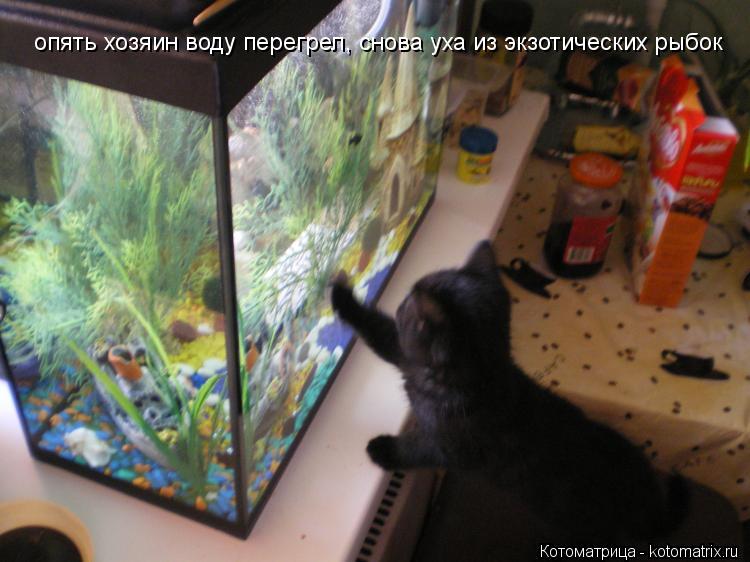 опять хозяин воду перегрел, снова уха из экзотических рыбок... Котоматрица: опять хозяин воду перегрел, снова уха из экзотических рыбок