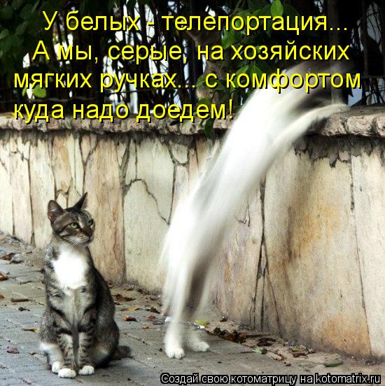 У белых - телепортация... А мы, серые, на хозяйских мягких ручках... с комфортом куда надо доедем!... Котоматрица: У белых - телепортация... А мы, серые, на хозяйских мягких ручках... с комфортом куда надо доедем!