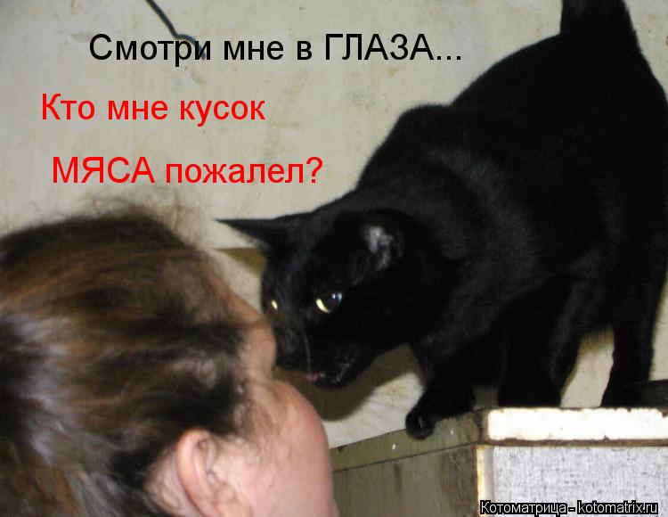 Смотри мне в ГЛАЗА... Кто мне кусок МЯСА пожалел?... Котоматрица: Смотри мне в ГЛАЗА... Кто мне кусок МЯСА пожалел?