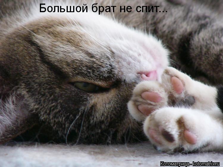 Большой брат не спит...... Котоматрица: Большой брат не спит...