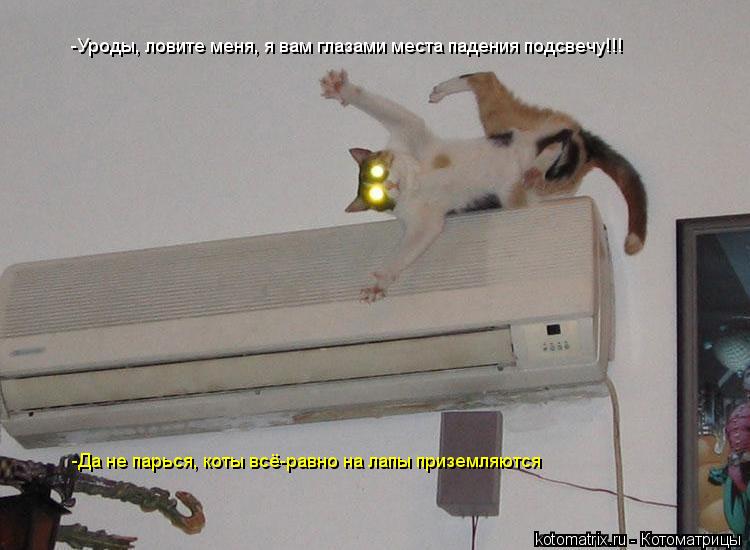 -Уроды, ловите меня, я вам глазами места падения подсвечу!!! -Да не парься, коты всё-равно на лапы пр... Котоматрица: -Уроды, ловите меня, я вам глазами места падения подсвечу!!! -Да не парься, коты всё-равно на лапы приземляются