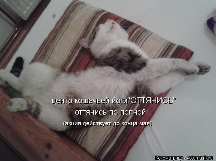 центр кошачьей йоги"ОТТЯНИСЬ" оттянись по полной! (акция действует до конца мая)... Котоматрица: центр кошачьей йоги"ОТТЯНИСЬ" оттянись по полной! (акция действует до конца мая)