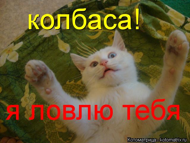 колбаса! я ловлю тебя... Котоматрица: колбаса! я ловлю тебя