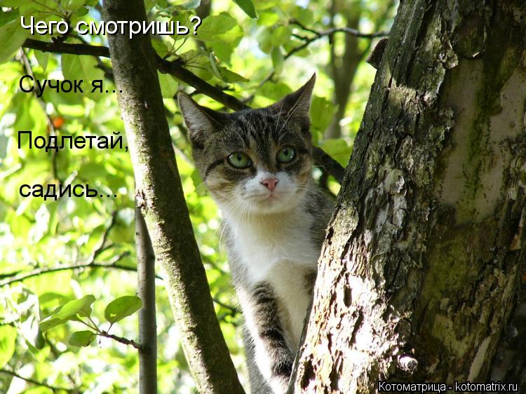 Чего смотришь? Сучок я... Подлетай, садись...... Котоматрица: Чего смотришь? Сучок я... Подлетай, садись...
