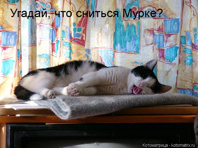 Котоматрица: Угадай, что сниться Мурке?