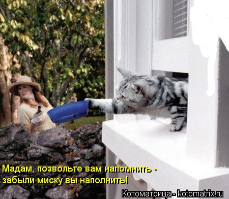 Котоматрица: Мадам, позвольте вам напомнить - забыли миску вы наполнить!