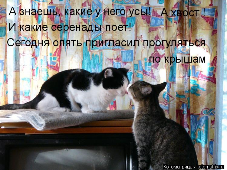 Котоматрица: А знаешь, какие у него усы! А хвост ! Сегодня опять пригласил прогуляться  по крышам И какие серенады поет!