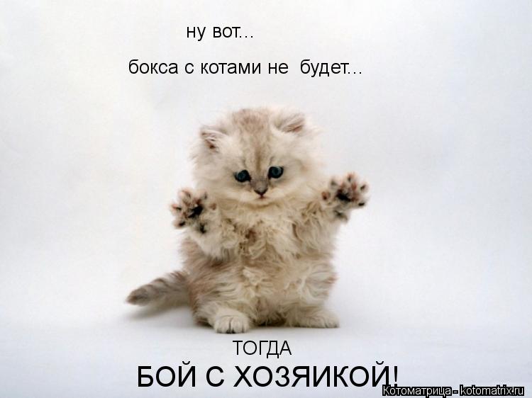 Котоматрица: ну вот... бокса с котами не  будет... ТОГДА БОЙ С ХОЗЯИКОЙ!