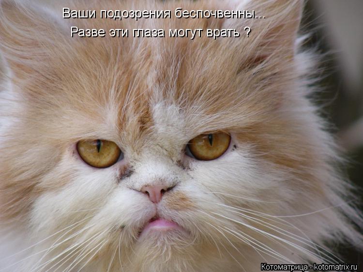 Котоматрица: Ваши подозрения беспочвенны... Разве эти глаза могут врать ?