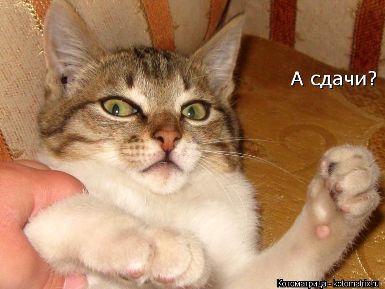 А сдачи?... Котоматрица: А сдачи?