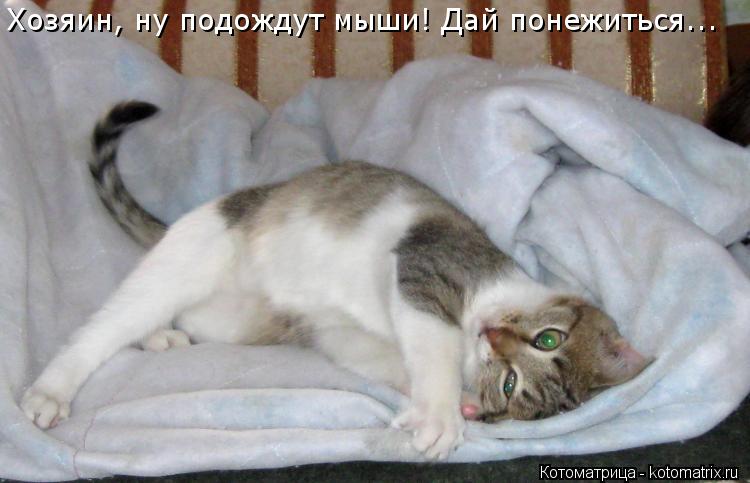 Котоматрица: Хозяин, ну подождут мыши! Дай понежиться...