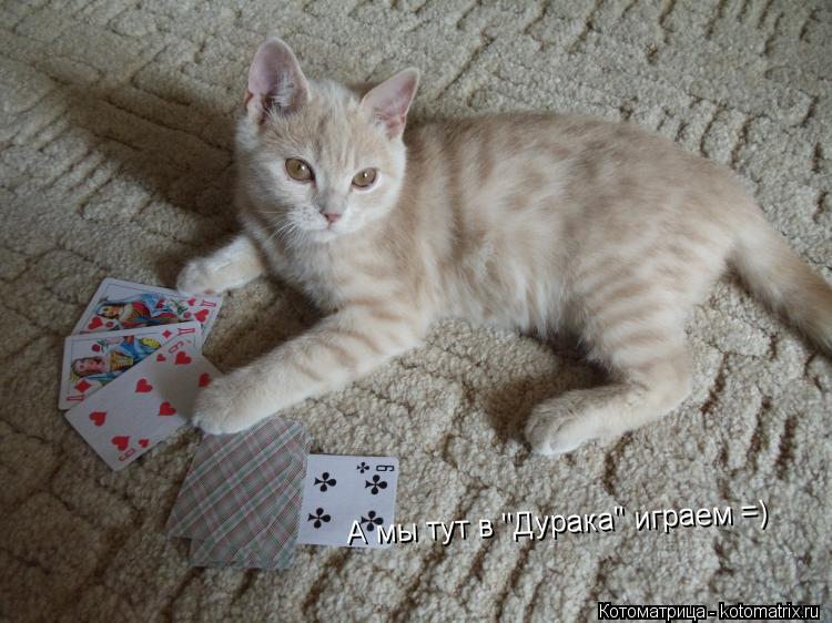 Котоматрица: А мы тут в "Дурака" играем =)
