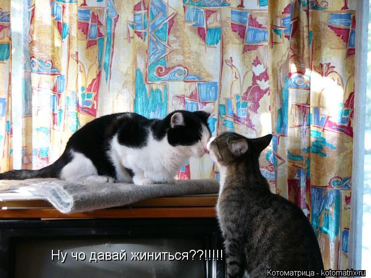 Котоматрица: Ну чо давай жиниться??!!!!!