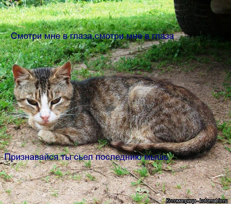 Cмотри мне в глаза,смотри мне в глаза Признавайся ты сьел последнию мышь... Котоматрица: Cмотри мне в глаза,смотри мне в глаза Признавайся ты сьел последнию мышь