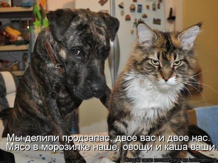 Котоматрица: Мы делили продзапас, двое вас и двое нас. Мясо в морозилке наше, овощи и каша ваши.