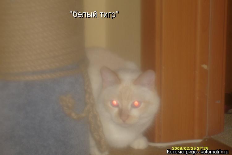"белый тигр"... Котоматрица: "белый тигр"