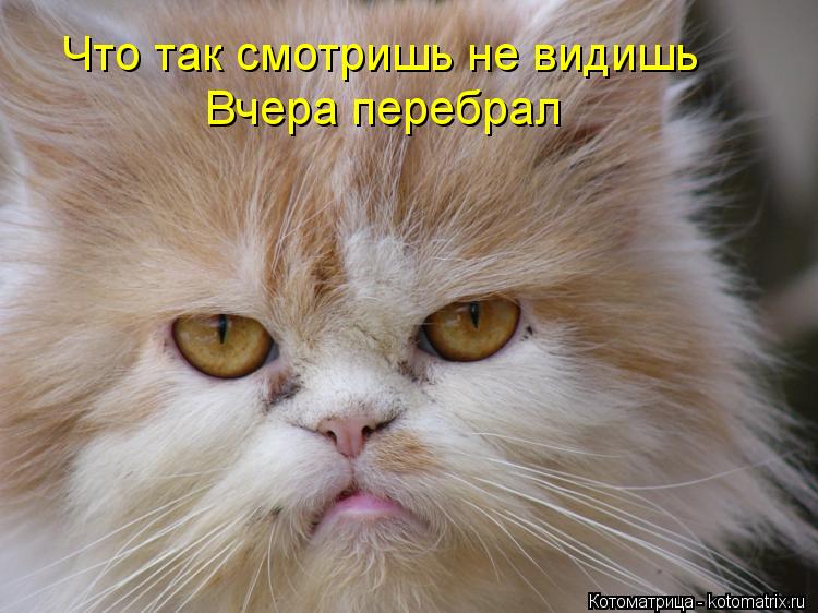 Что так смотришь не видишь Вчера перебрал... Котоматрица: Что так смотришь не видишь Вчера перебрал