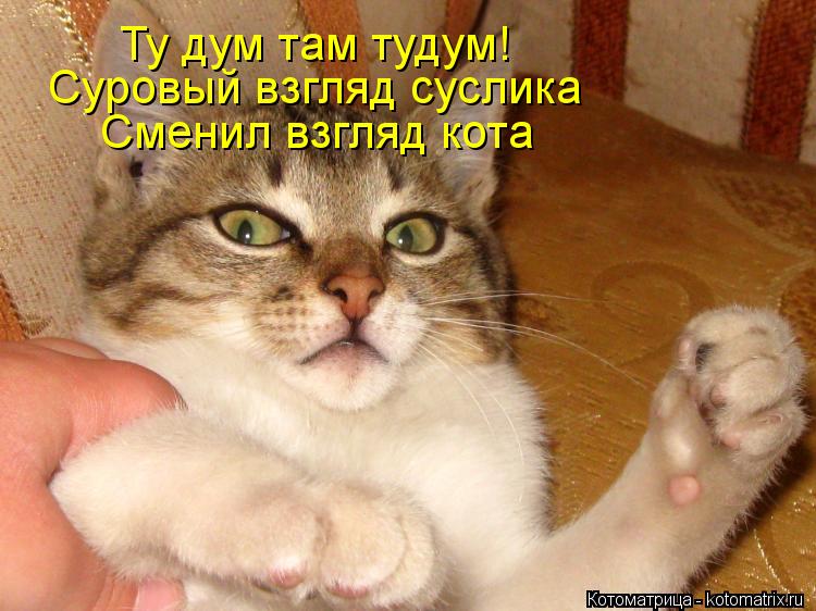 Ту дум там тудум! Суровый взгляд суслика Сменил взгляд кота Сменил взгляд кота... Котоматрица: Ту дум там тудум! Суровый взгляд суслика Сменил взгляд кота Сменил взгляд кота