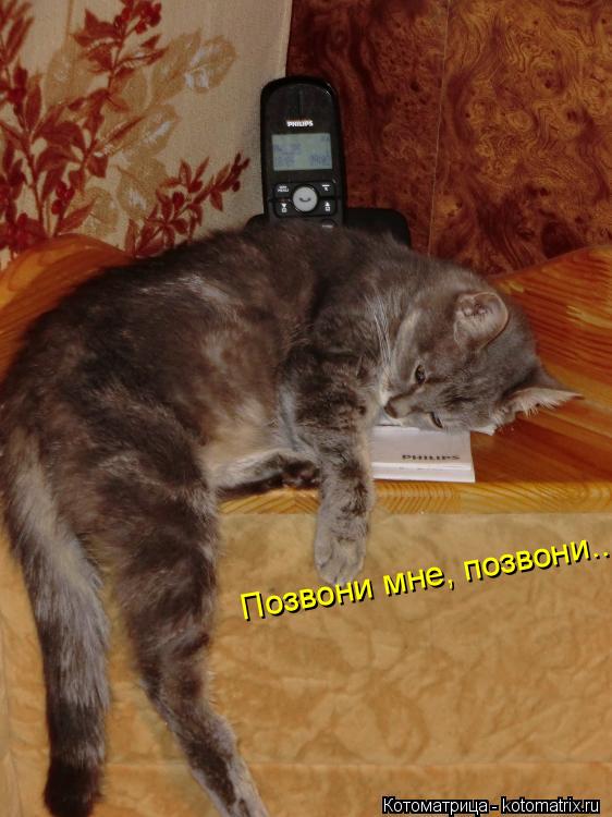 Котоматрица: Позвони мне, позвони...