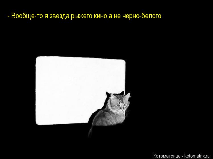 Котоматрица: - Вообще-то я звезда рыжего кино,а не черно-белого