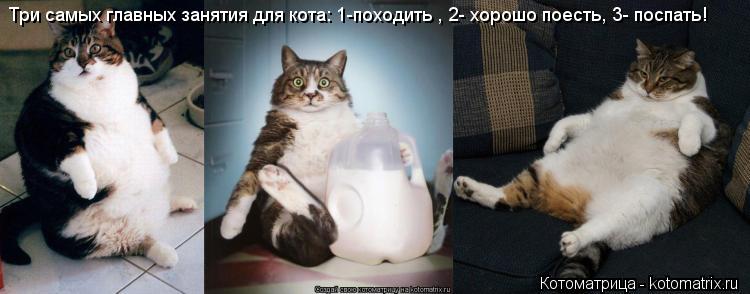Котоматрица: Три самых главных занятия для кота: 1-походить , 2- хорошо поесть, 3- поспать!