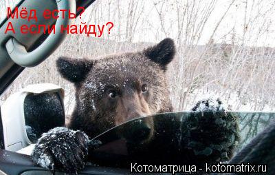 Котоматрица: Мёд есть?  А если найду?