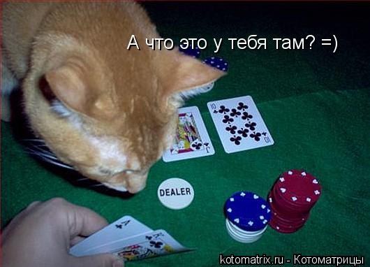 Котоматрица: А что это у тебя там? =)